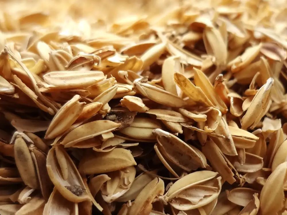 Những công dụng phổ biến của trấu trong đời sống và sản xuất