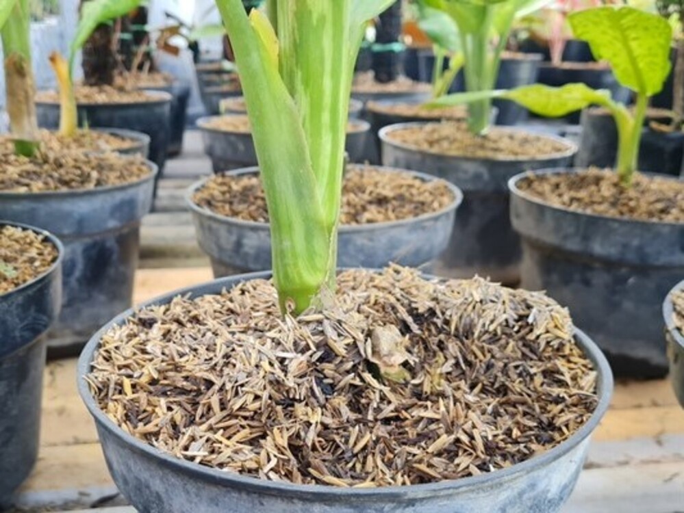 7. Giá thể trồng cây từ trấu