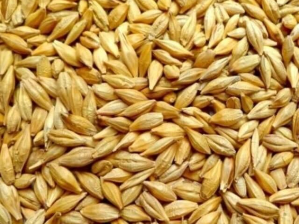 Hỗ trợ quá trình xử lý chất thải chăn nuôi