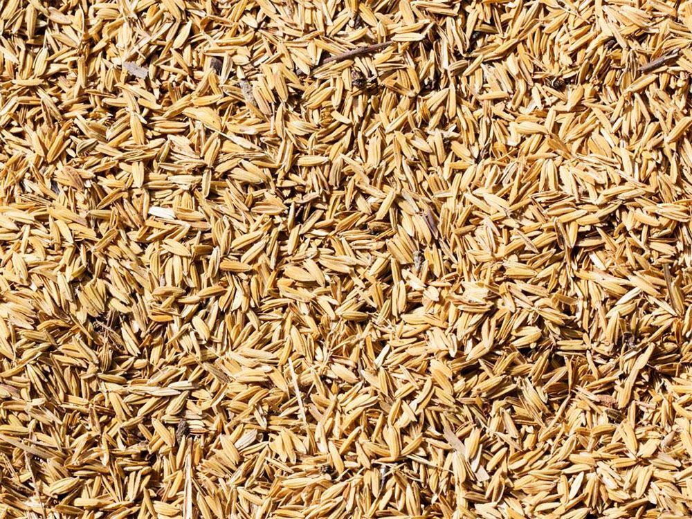 Các cách sử dụng trấu hiệu quả trong chuồng trại chăn nuôi