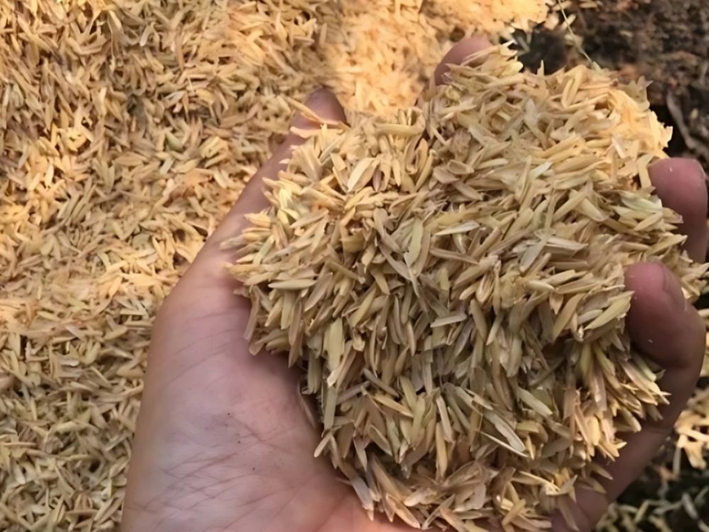 Lưu ý quan trọng khi sử dụng trấu để đạt hiệu quả cao