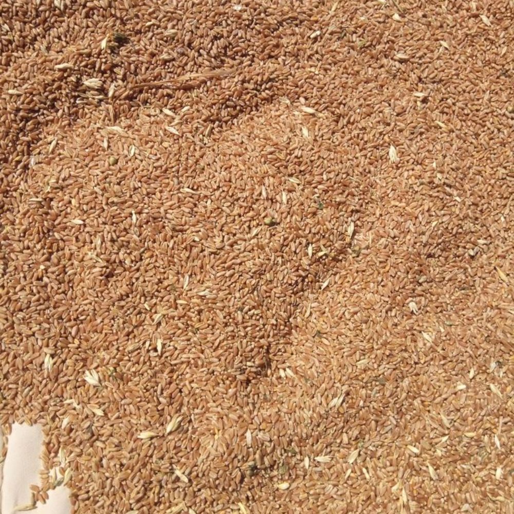 Giá Trị Thực Sự Của Vỏ Trấu Trong Nền Kinh Tế Hiện Đại – Từ Phế Phẩm Nông Nghiệp Đến Nguồn Tài Nguyên Bền Vững