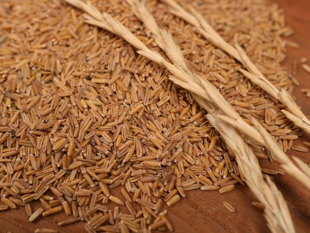 Trấu dùng làm chất độn chuồng cho gia súc, gia cầm