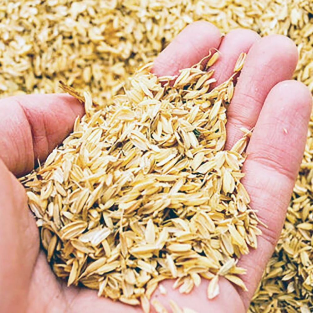 Trấu Đóng Vai Trò Gì Trong Việc Tái Tạo Đất Nông Nghiệp?