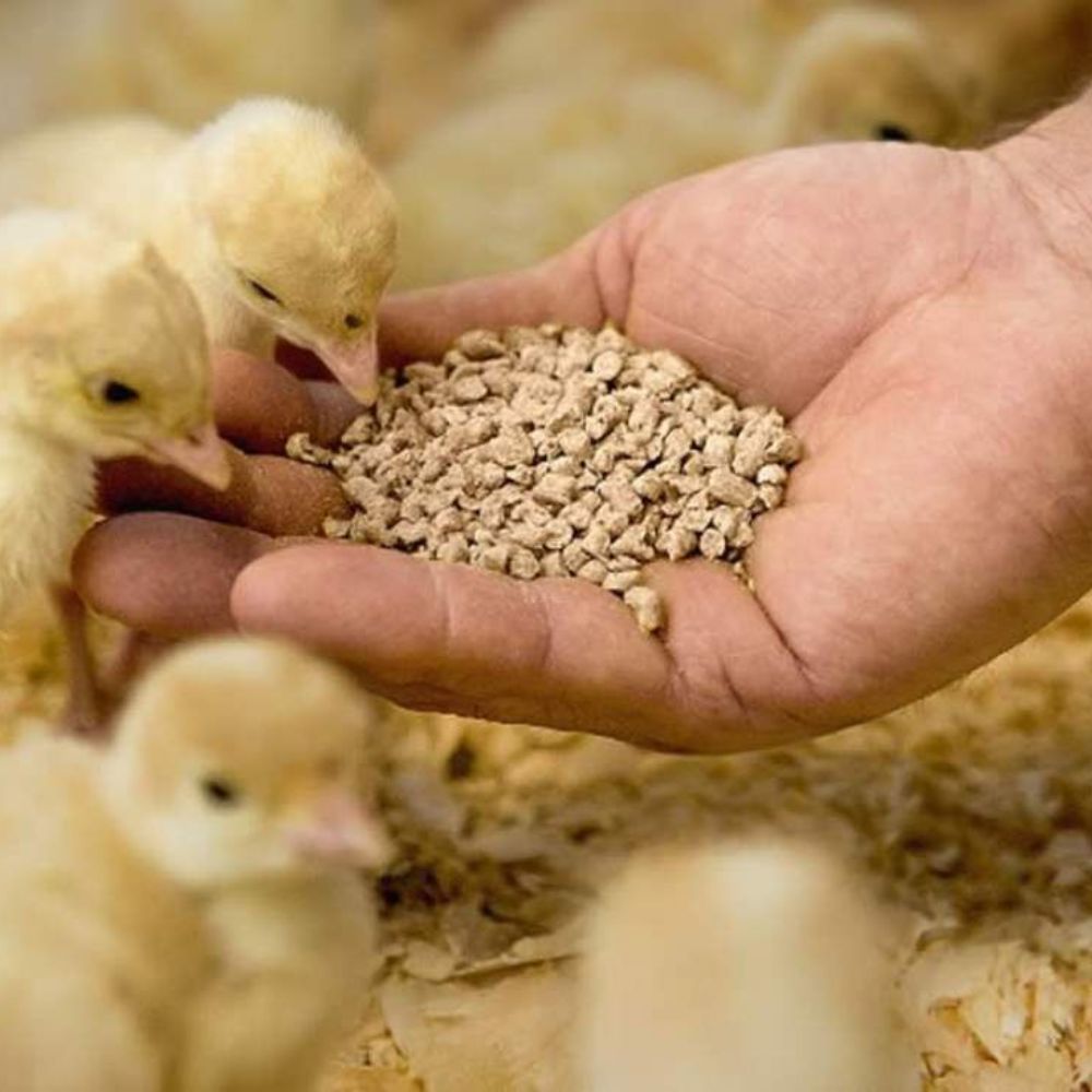 Trấu Được Sử Dụng Như Thế Nào Trong Chăn Nuôi?