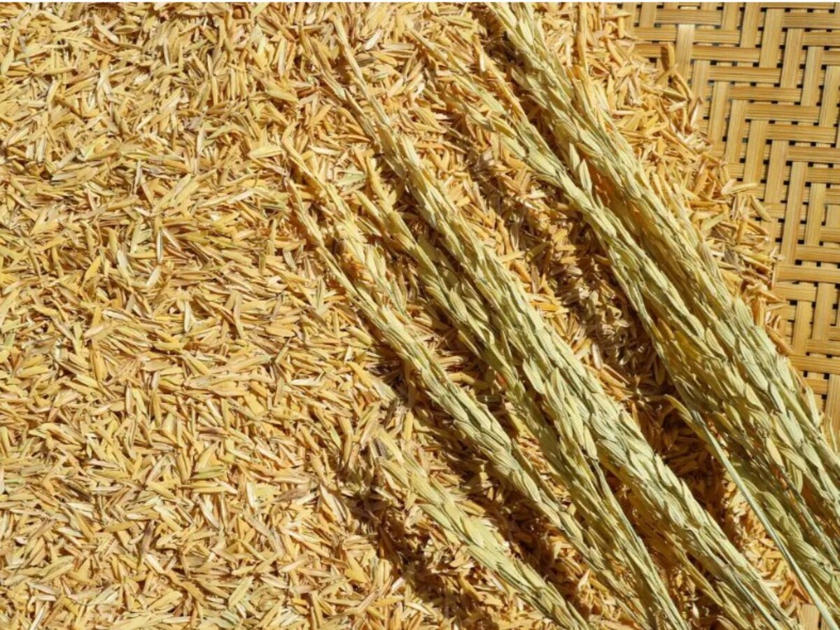 Góc nhìn thực tế trong ngành trấu