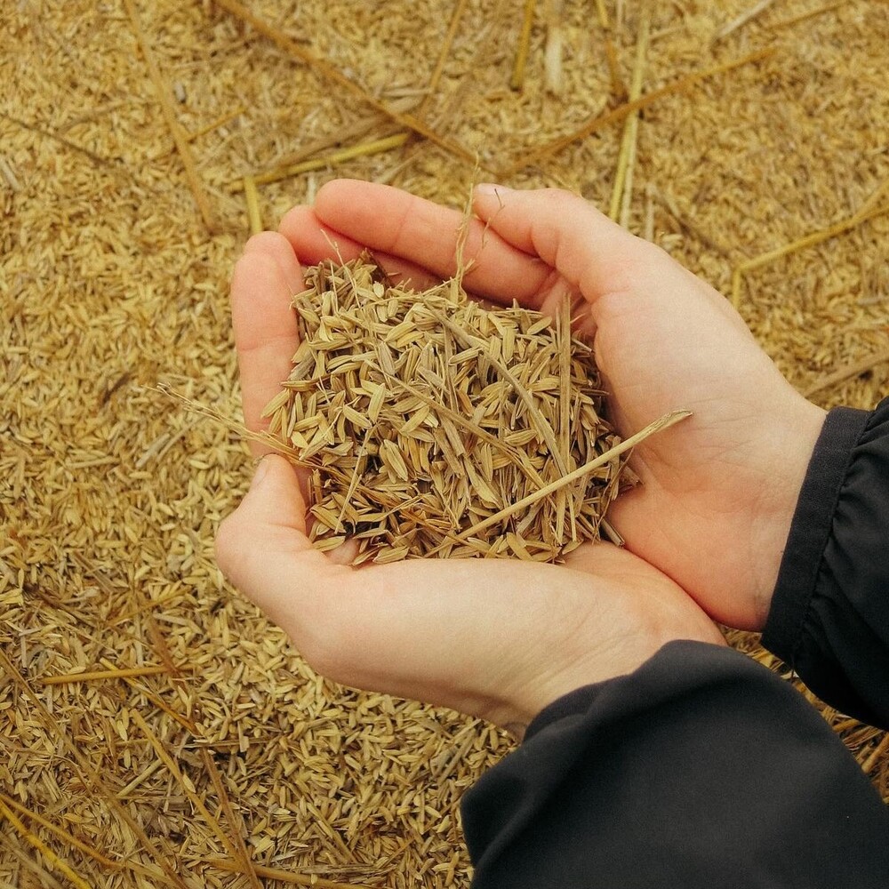 Trấu Có Thể Bảo Quản Bao Lâu? Những Yếu Tố Ảnh Hưởng Đến Chất Lượng Trấu