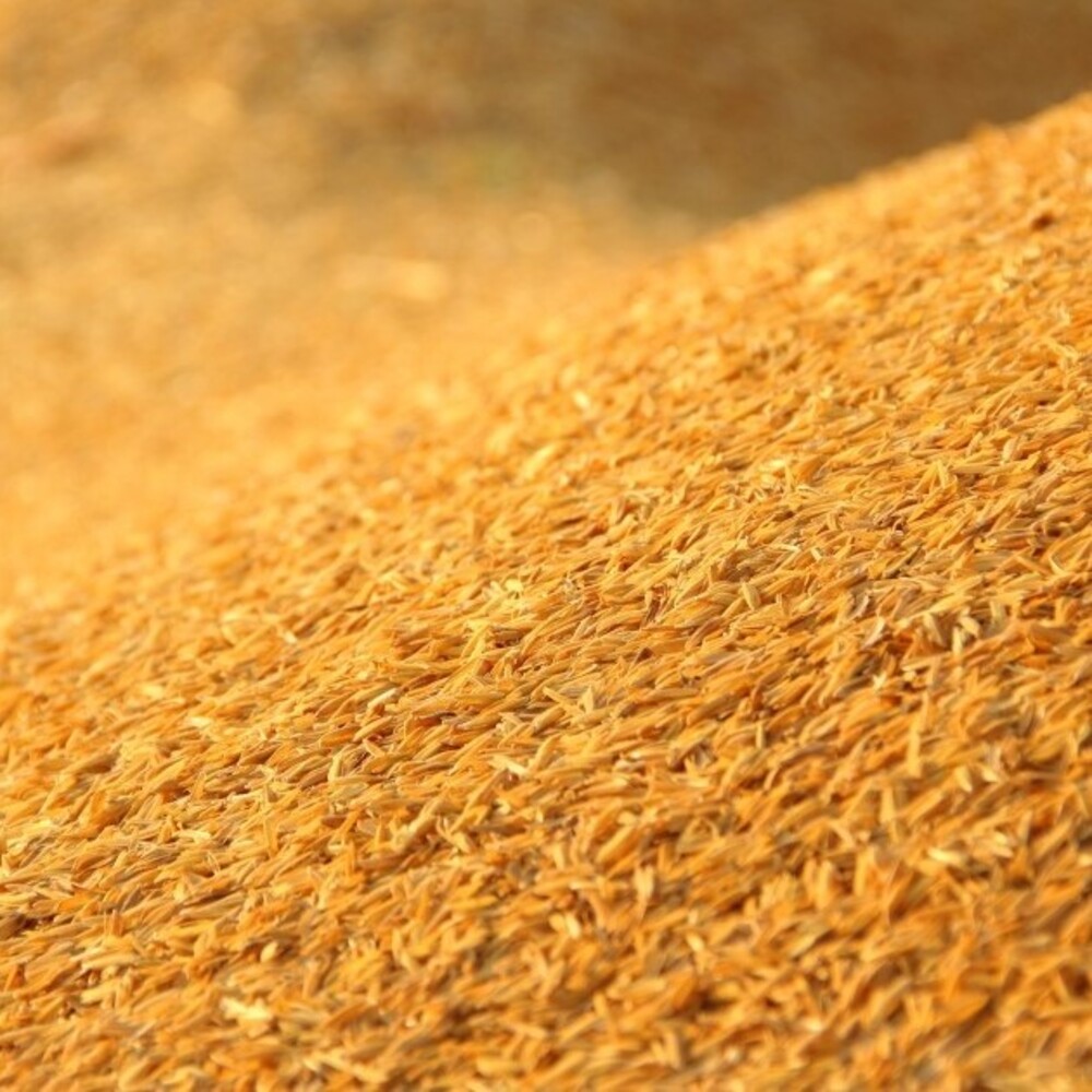 Chất Lượng Trấu Có Thay Đổi Theo Mùa Vụ? Góc Nhìn Ít Người Nói Đến