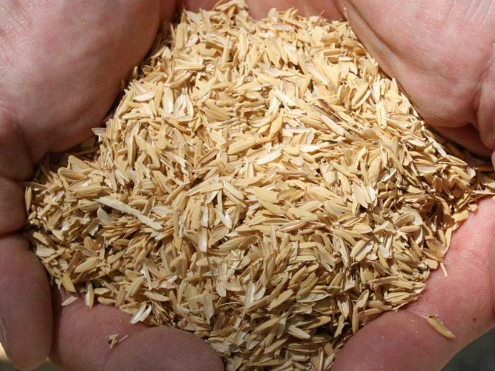 Những lợi ích của trấu trong chăn nuôi hiện nay