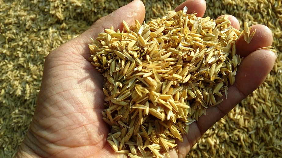 Thu gom trấu trong nhà máy xay xát