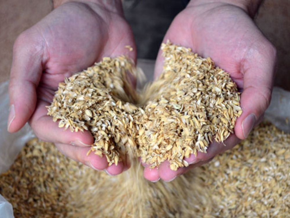 Giải pháp ứng dụng trấu trong lò hơi và sản xuất nhiệt hiệu quả