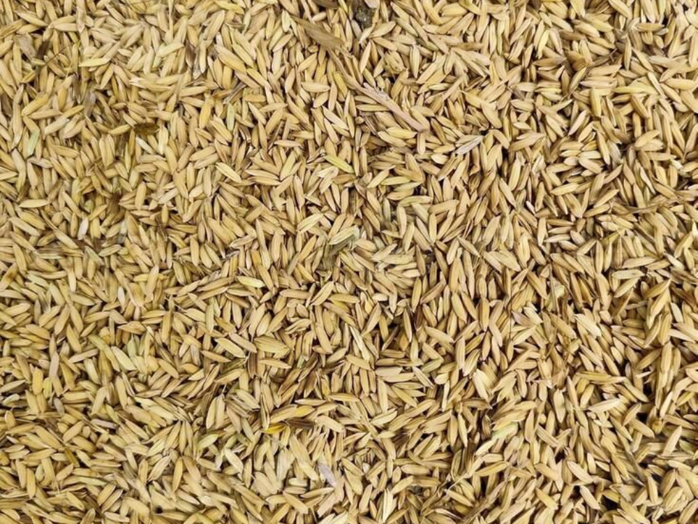 Vỏ trấu làm chất lót chuồng trong chăn nuôi