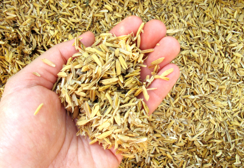 Dùng trấu để phủ gốc cây