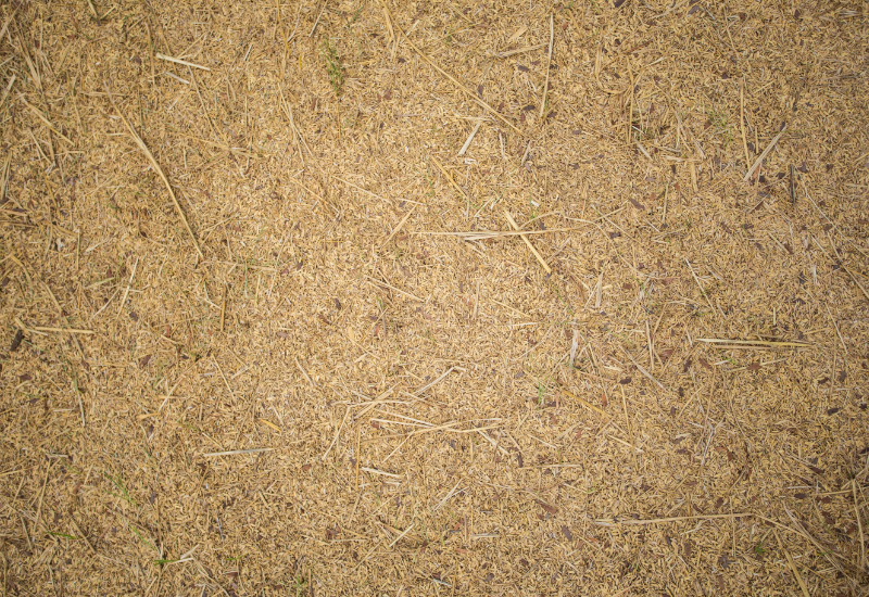 Sử dụng trấu trong ủ phân hữu cơ