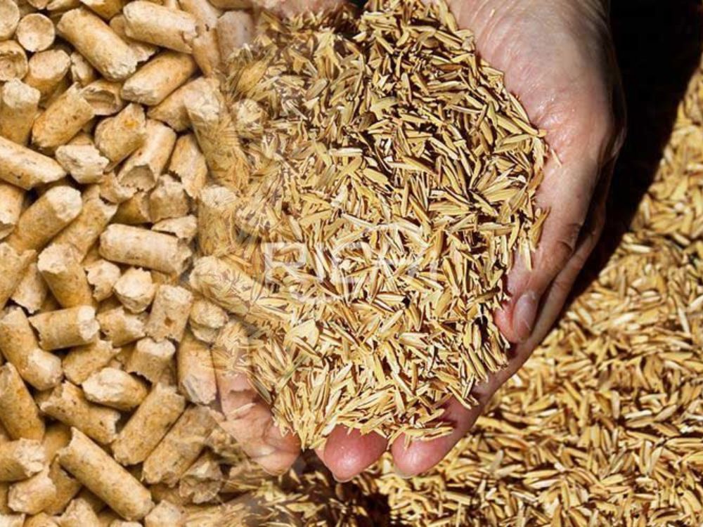 Biến trấu thành giá thể trồng cây giúp cây phát triển khỏe mạnh