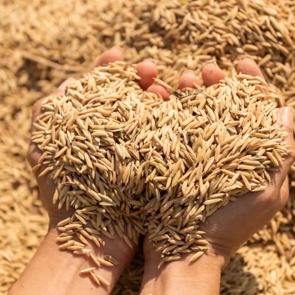 Tận Dụng Trấu Như Thế Nào Để Đạt Hiệu Quả Cao?