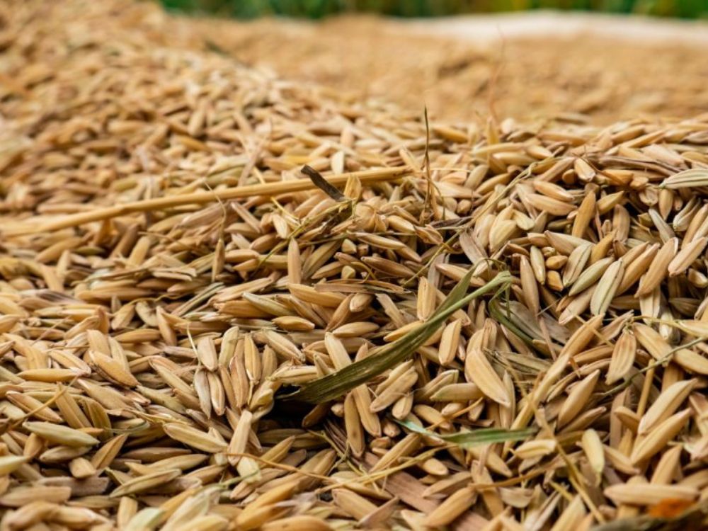 Cách ủ trấu thành phân hữu cơ giúp tiết kiệm chi phí nông nghiệp