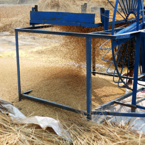 Vì Sao Trấu Được Dùng Làm Đệm Lót Chuồng Trại?