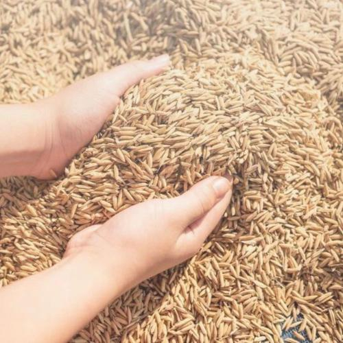 Trấu Được Sử Dụng Và Giúp Cải Thiện Đất Trồng Cây Như Thế Nào?