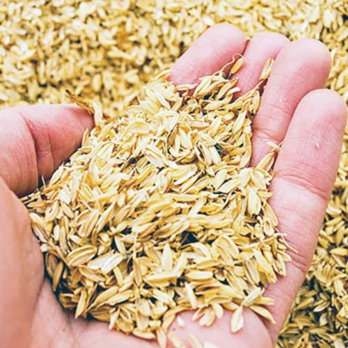 Trấu Đóng Vai Trò Gì Trong Việc Tái Tạo Đất Nông Nghiệp?