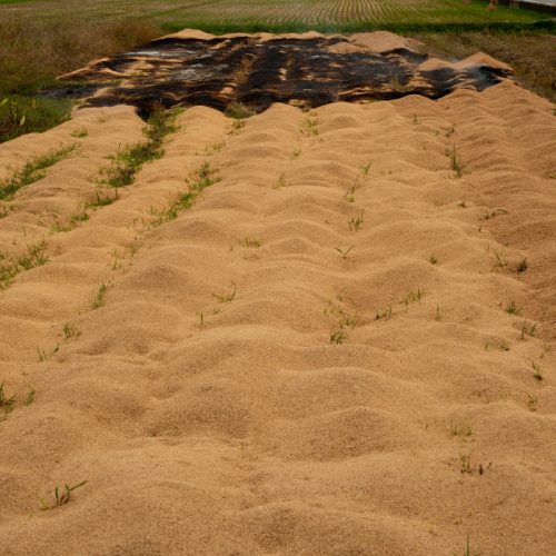 Trấu Và Vai Trò Trong Sản Xuất Nhiên Liệu Sinh Khối