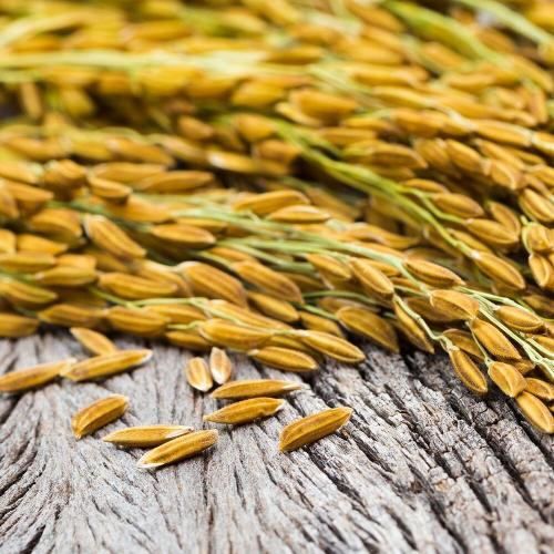 Trấu Và Kinh Tế Tuần Hoàn – Khi Phụ Phẩm Nông Nghiệp Trở Thành Tài Nguyên