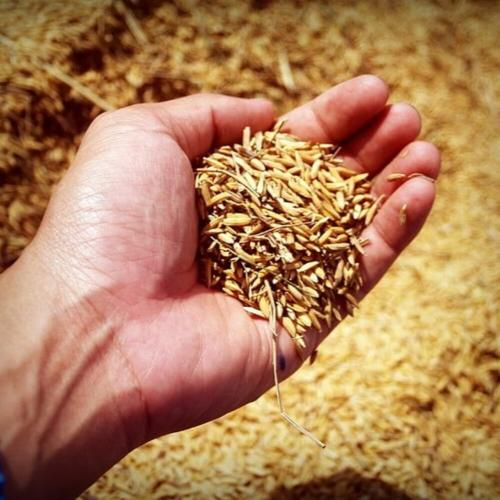 Từ Hạt Lúa Đến Hệ Sinh Thái Sản Phẩm Từ Trấu