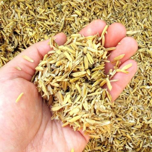 Những Yếu Tố Có Thể Làm Giảm Chất Lượng Trấu Khi Lưu Trữ