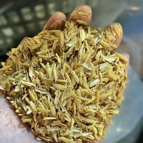 Trấu Có Thể Được Ứng Dụng Như Thế Nào Trong Nông Nghiệp Hiện Đại?