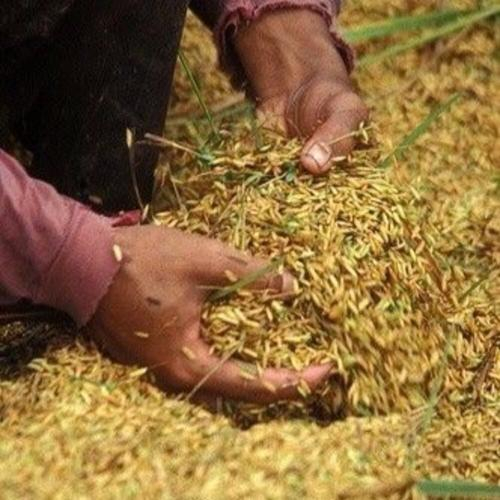 Thời Điểm Vàng Thu Gom Trấu Trong Năm