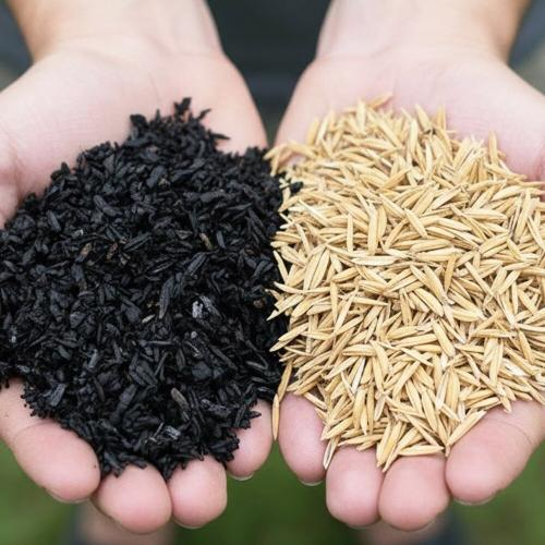 Đừng Trộn Trấu Bừa: Trấu Sống Và Trấu Đen Khác Nhau Nhiều Hơn Bạn Nghĩ