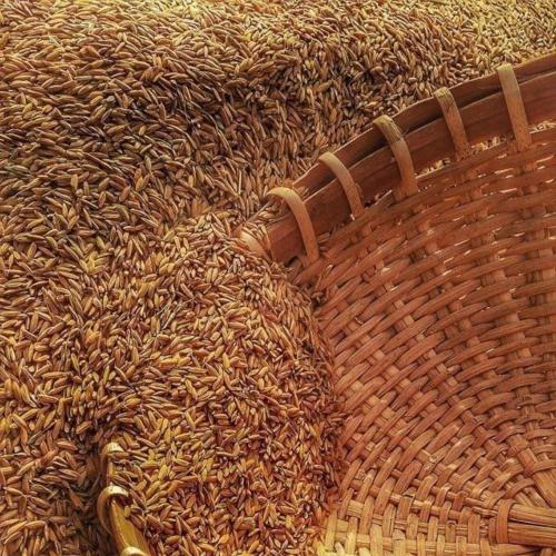 Từ Vỏ Trấu Bỏ Đi Đến Nguồn Năng Lượng Giá Trị Cao