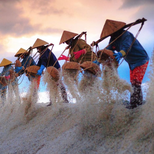 Muối Biển – Linh Hồn Của Nước Mắm Cá Cơm Hải Hương