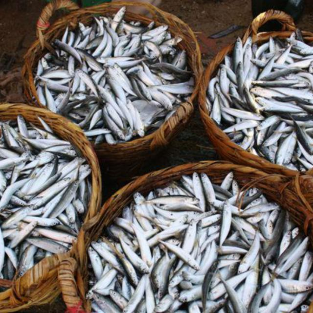 Tại Sao Cá Cơm Luôn Là Nguồn Nguyên Liệu Chính Cho Nước Mắm?