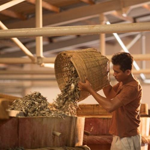 Quy Trình Ủ Chượp Quyết Định 80% Chất Lượng Nước Mắm Như Thế Nào?