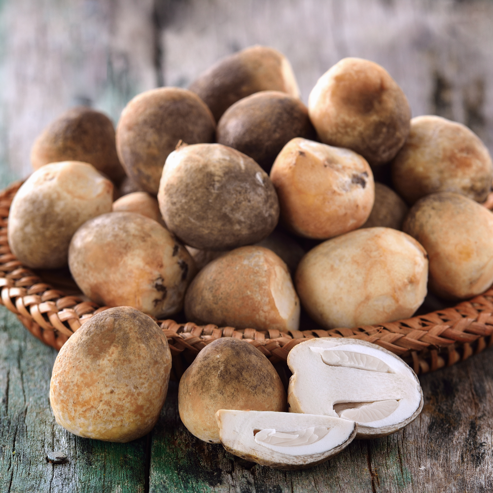 Nấm Rơm Là Gì? Nguồn Gốc Và Đặc Điểm Sinh Học