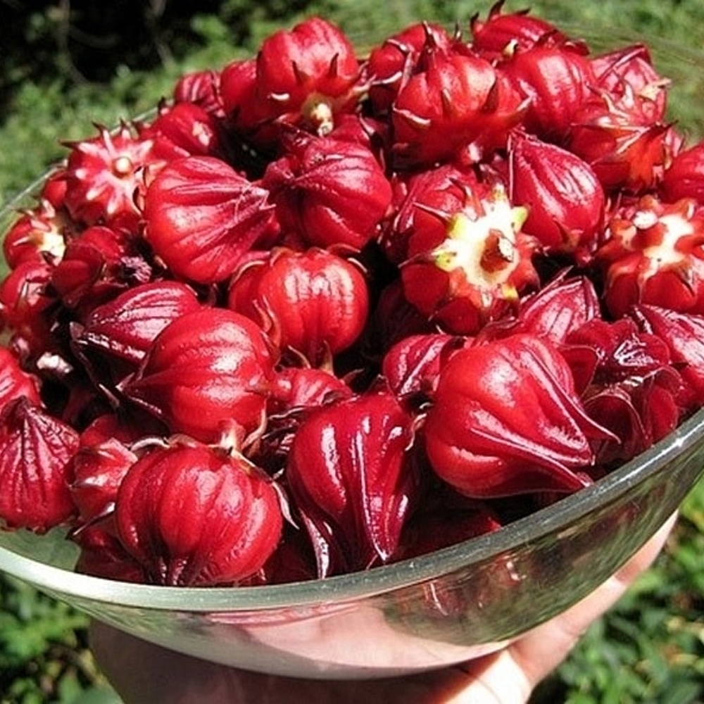 Atiso – Những Lưu ý Cần Phải Biết Khi Sử Dụng