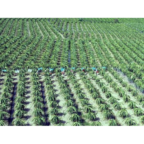 Công Ty Cổ Phần Rau Quả Thực Phẩm An Giang