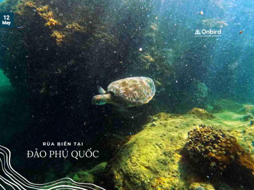 Rùa biển Việt Nam
