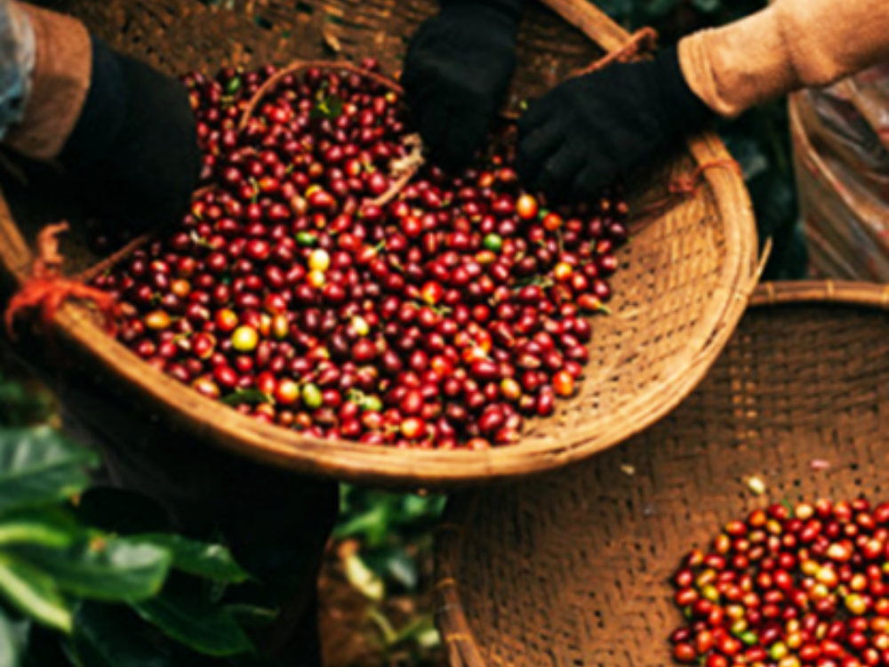 Vườn cafe bền vững 