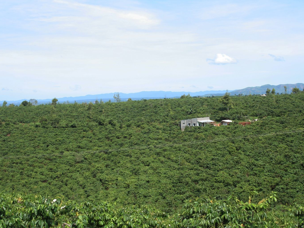 Vườn cafe bền vững