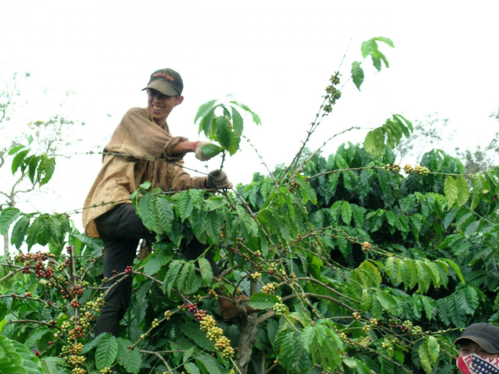 Vườn cafe bền vững