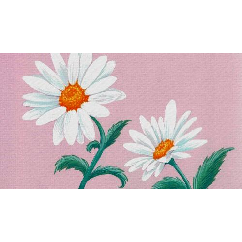 Sự tích Bông hoa cúc trắng